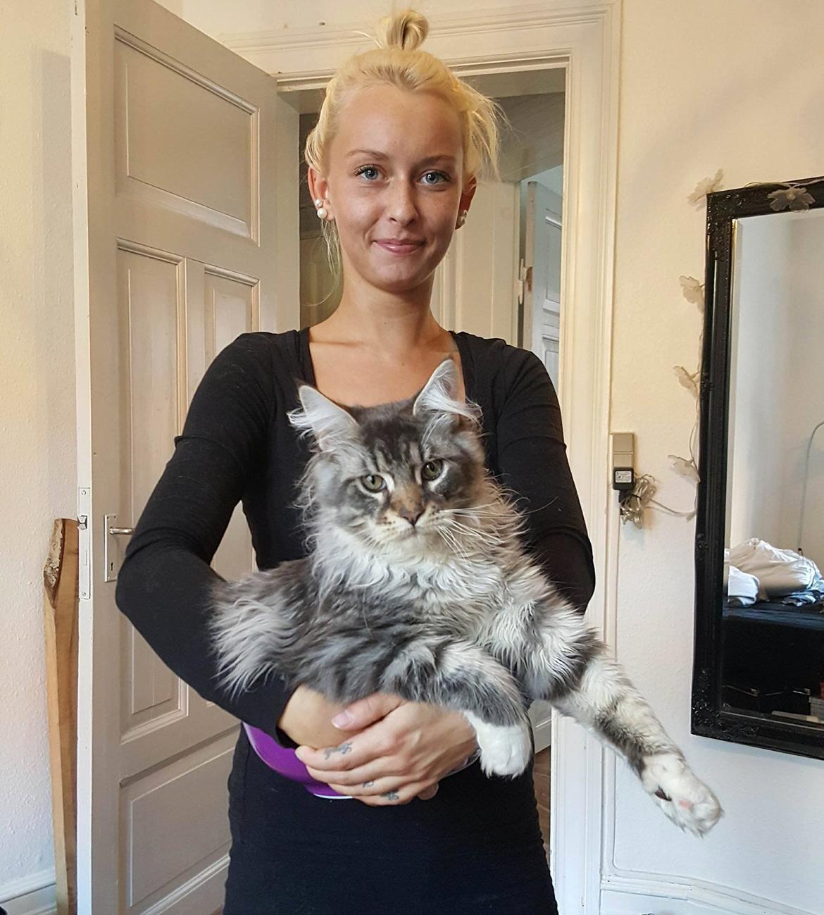 Maine Coon Calvin - Calvin 23 uger, sidder i skål med kæresten :) billede 2