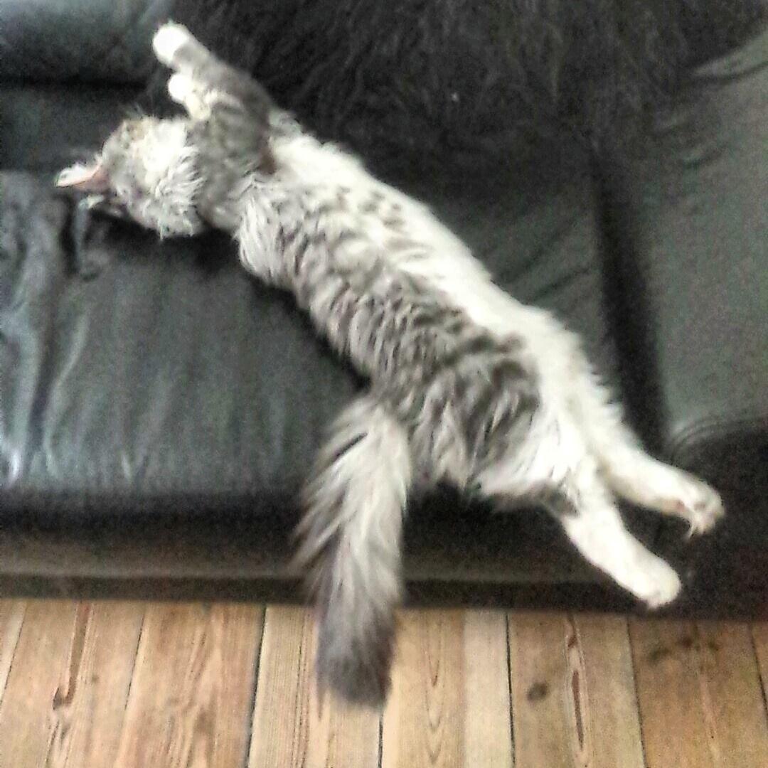 Maine Coon Calvin - laaang og trææt kat. 19 uger billede 8