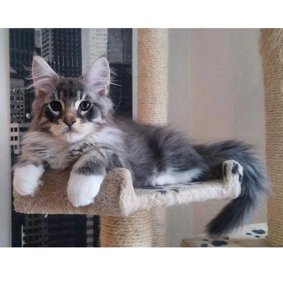 Maine Coon Calvin - calvin lige kommet hjem 12 uger billede 10