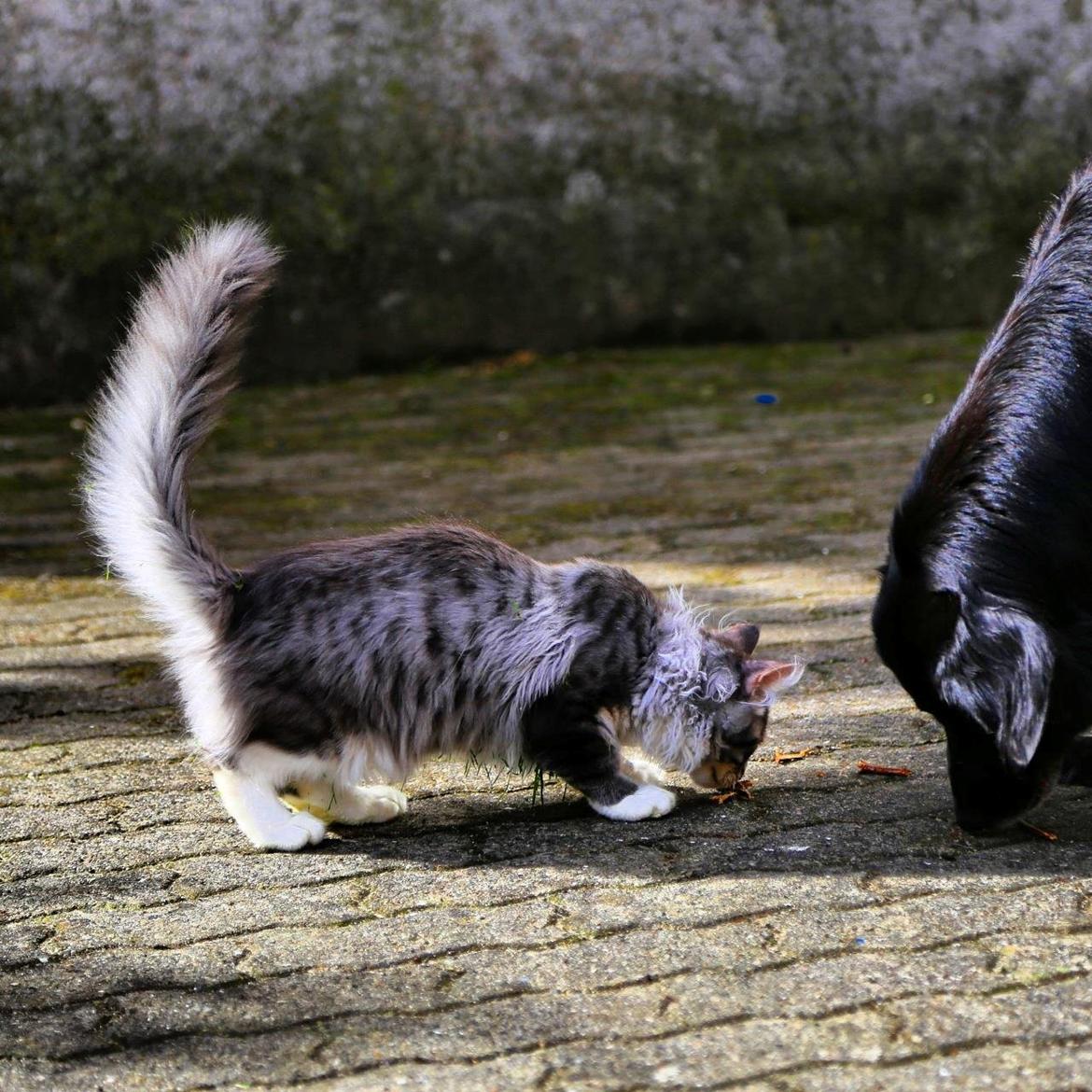 Maine Coon Calvin - calvin 14 uger leger med kea mor billede 7