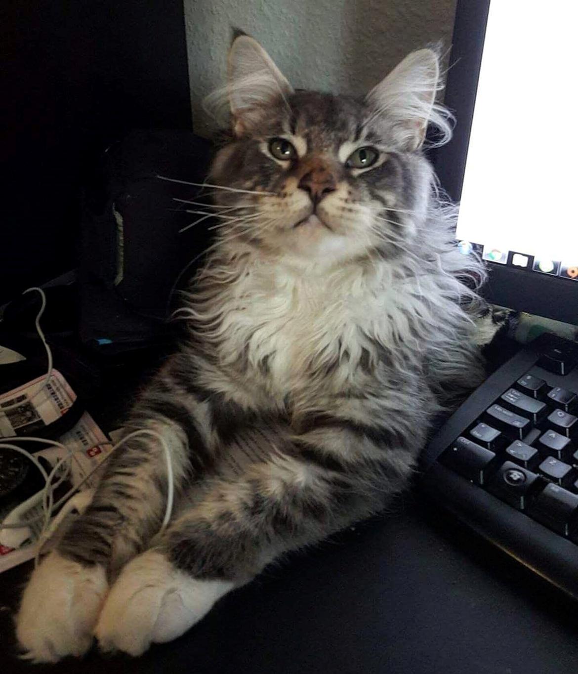Maine Coon Calvin - Calvin 24 uger, spiller computer :D billede 5
