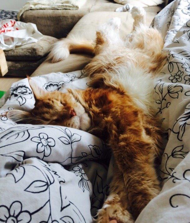 Maine Coon Cæsar billede 2