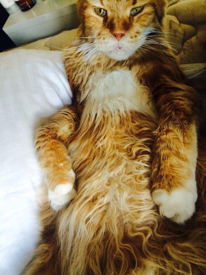 Maine Coon Cæsar billede 1