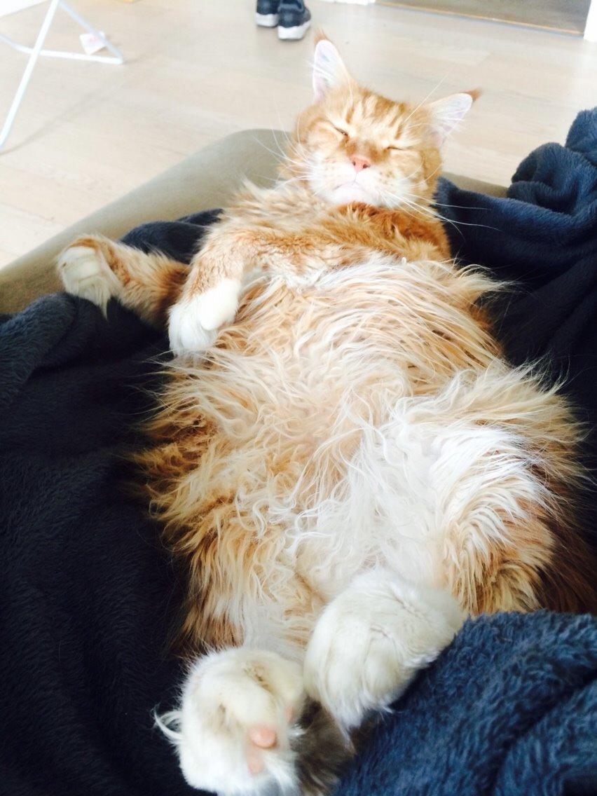 Maine Coon Cæsar billede 4