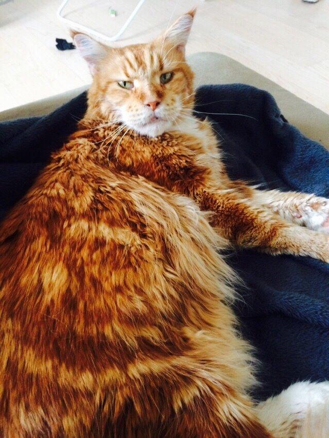 Maine Coon Cæsar billede 5