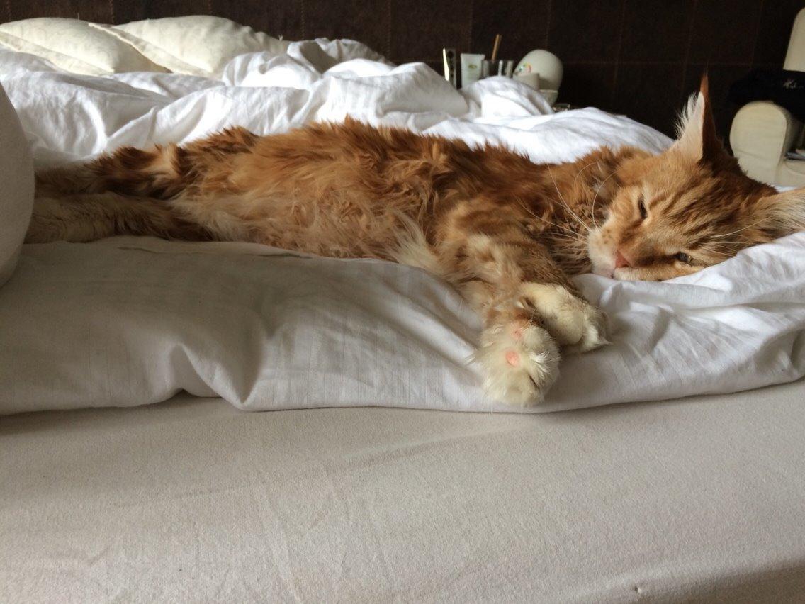 Maine Coon Cæsar billede 7