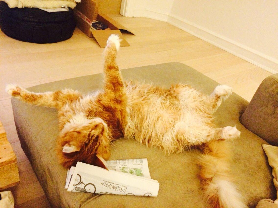 Maine Coon Cæsar billede 6