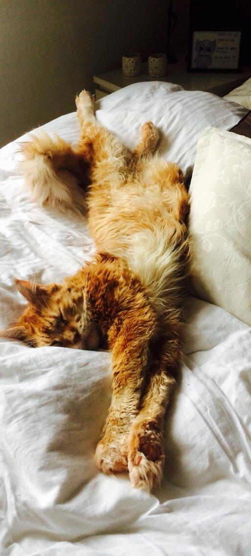 Maine Coon Cæsar billede 8