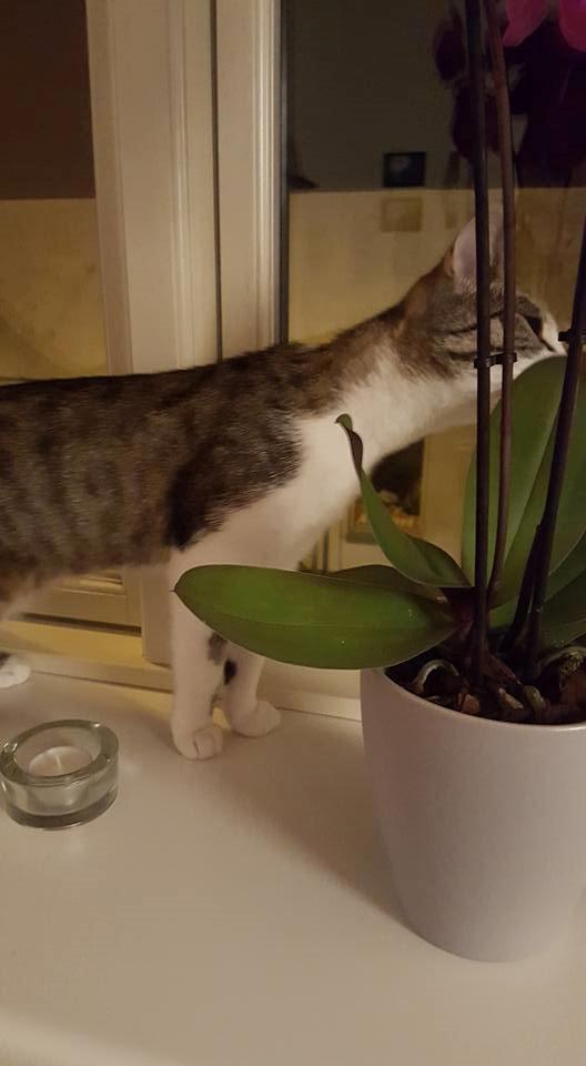 Huskat Trunte billede 1