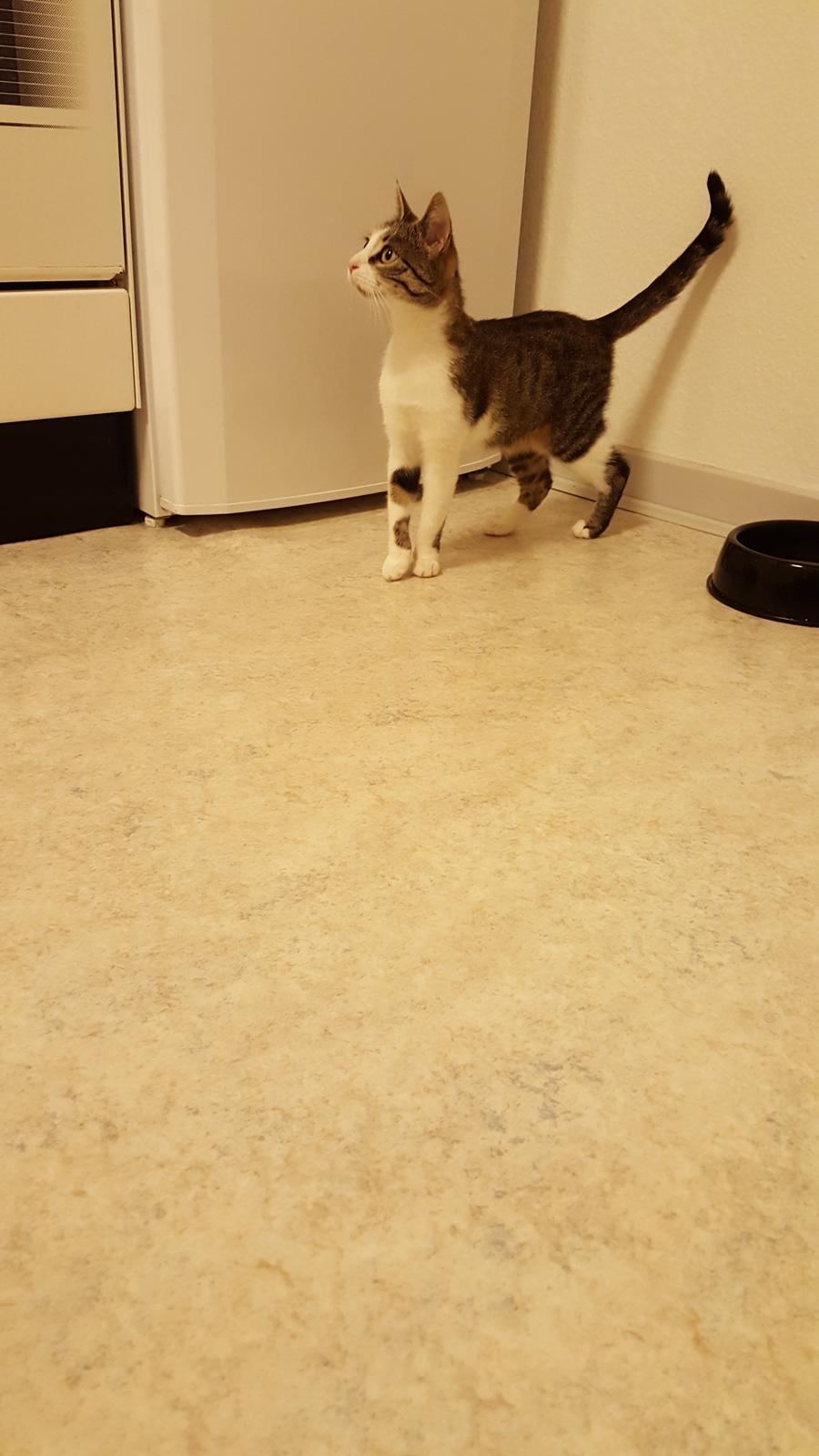 Huskat Trunte billede 3