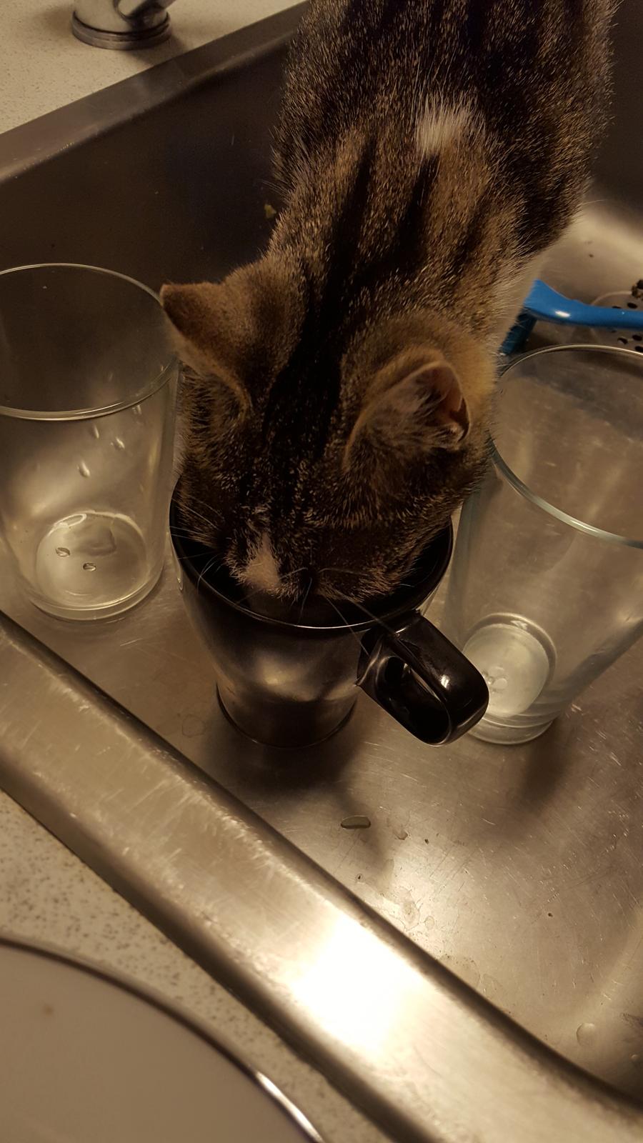 Huskat Trunte billede 4