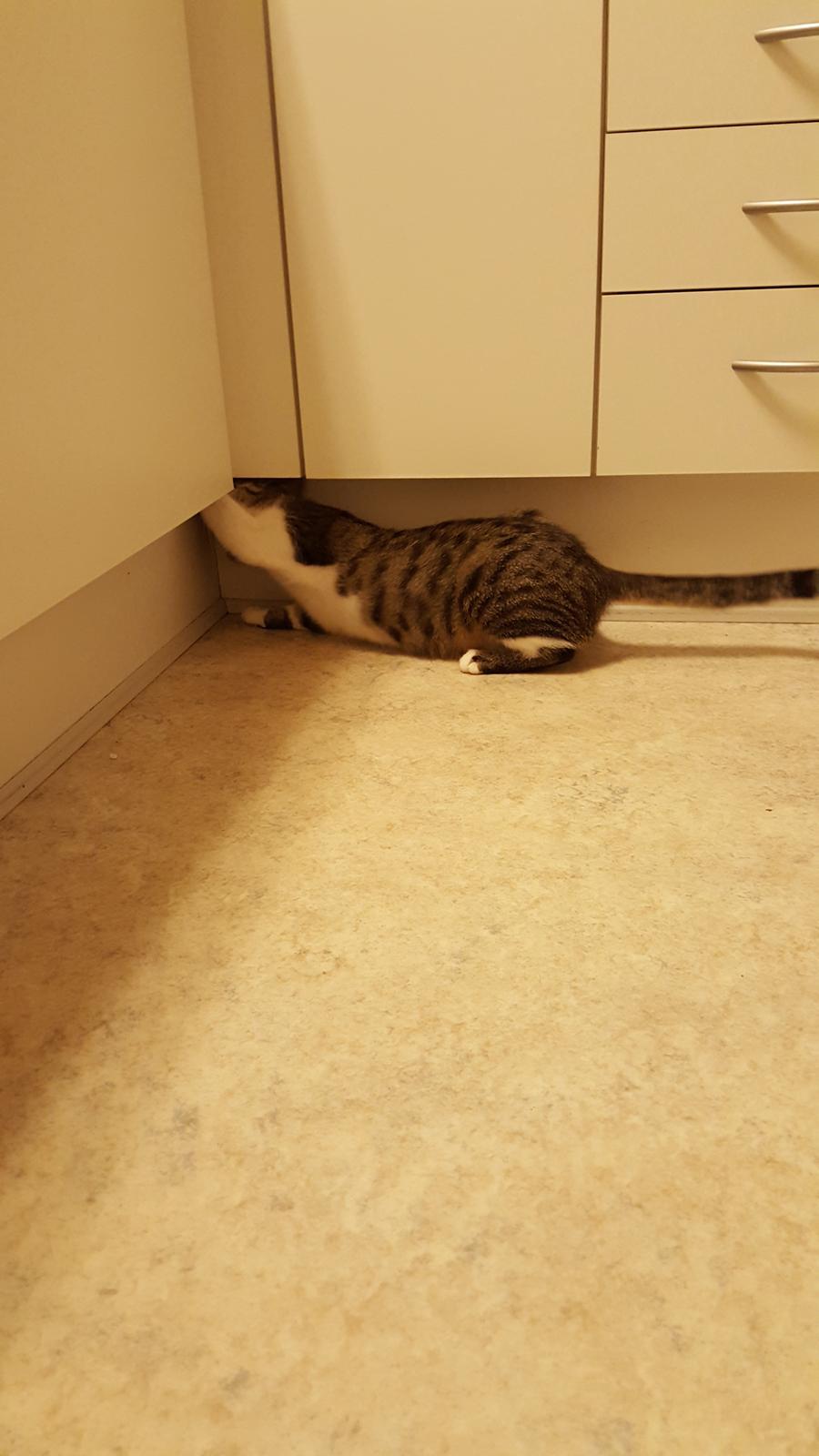 Huskat Trunte billede 2