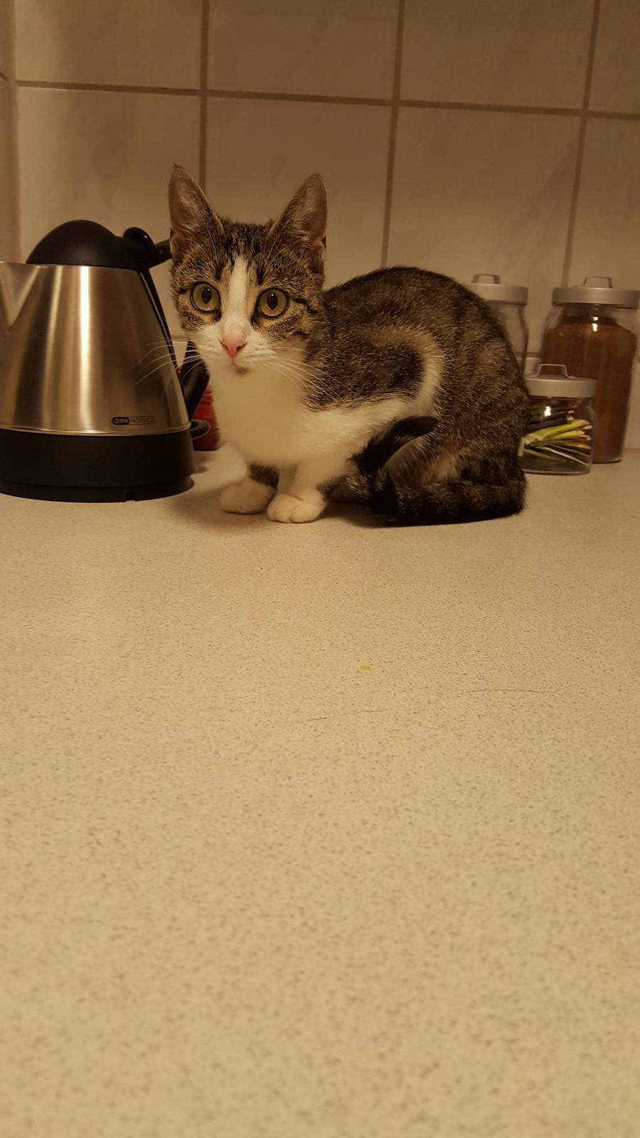 Huskat Trunte billede 6