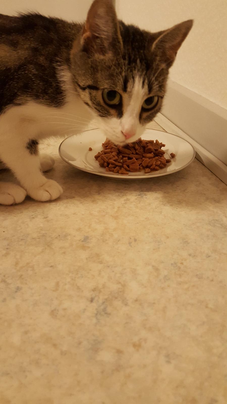 Huskat Trunte billede 7