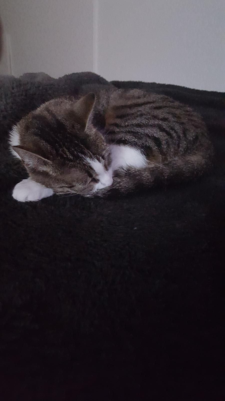 Huskat Trunte billede 8