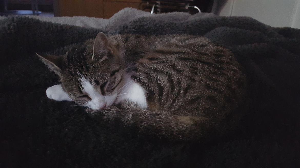 Huskat Trunte billede 9