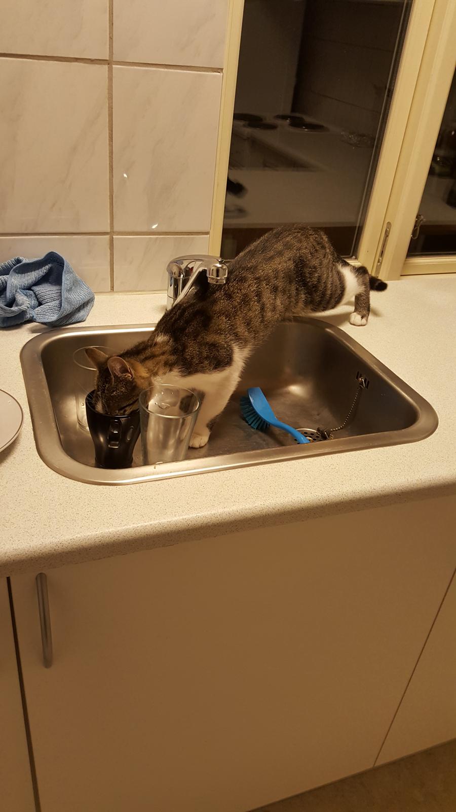 Huskat Trunte billede 5