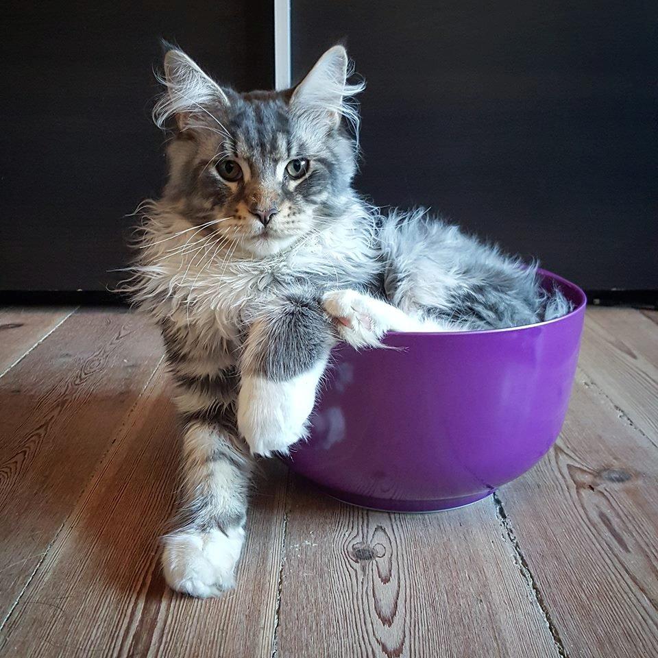 Maine Coon Calvin - Calvin 23 uger og skål :D billede 3