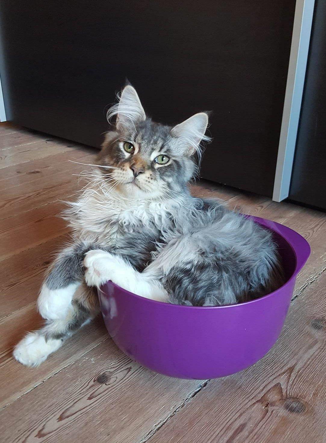 Maine Coon Calvin - Calvin 23 uger og skål :D billede 4