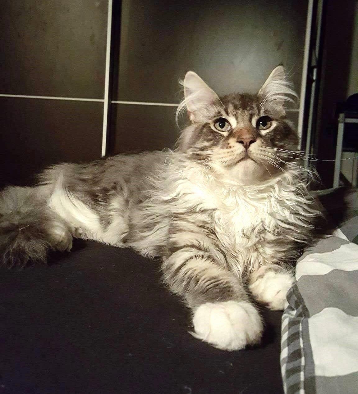 Maine Coon Calvin - calvin 22 uger putter i sengen billede 6