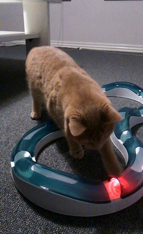 Huskat Milo billede 13