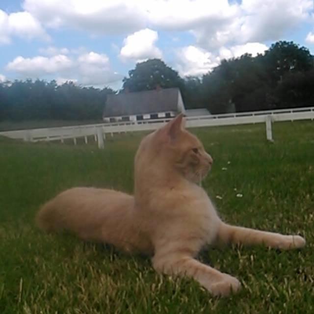 Huskat Milo billede 12