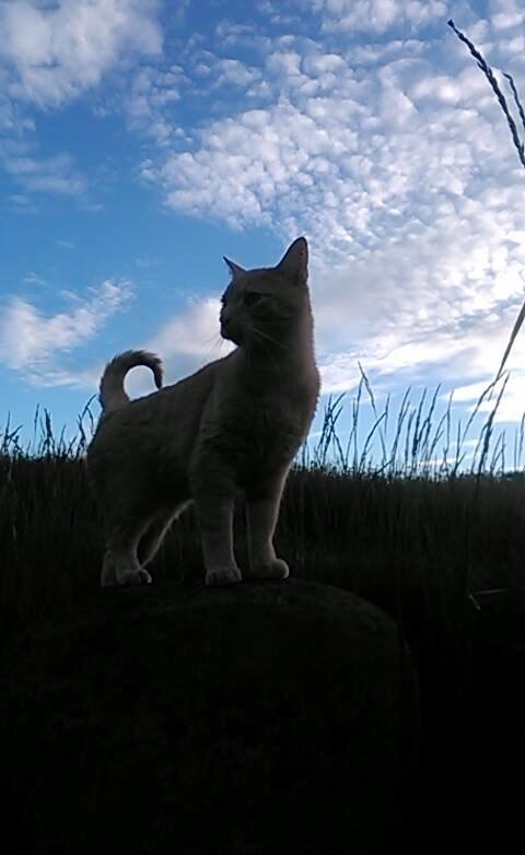 Huskat Milo billede 15