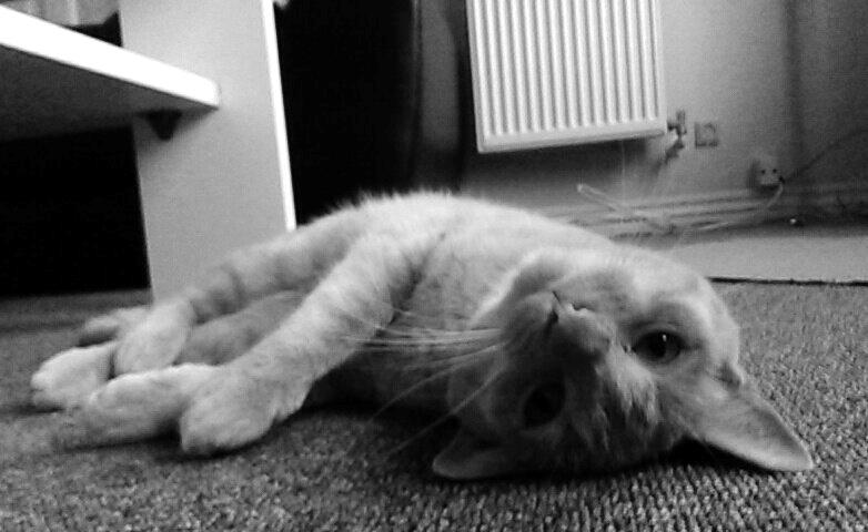 Huskat Milo billede 16