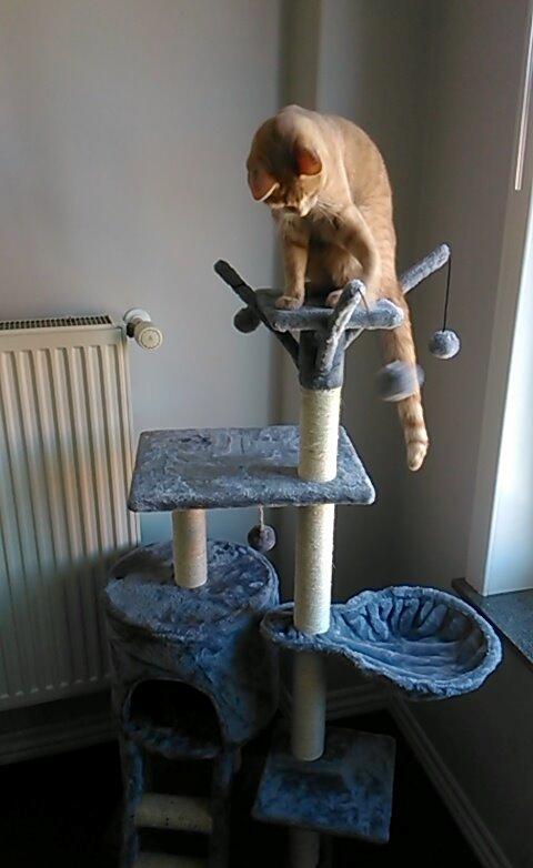 Huskat Milo billede 17