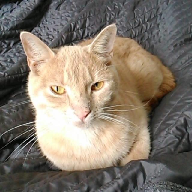 Huskat Milo billede 14