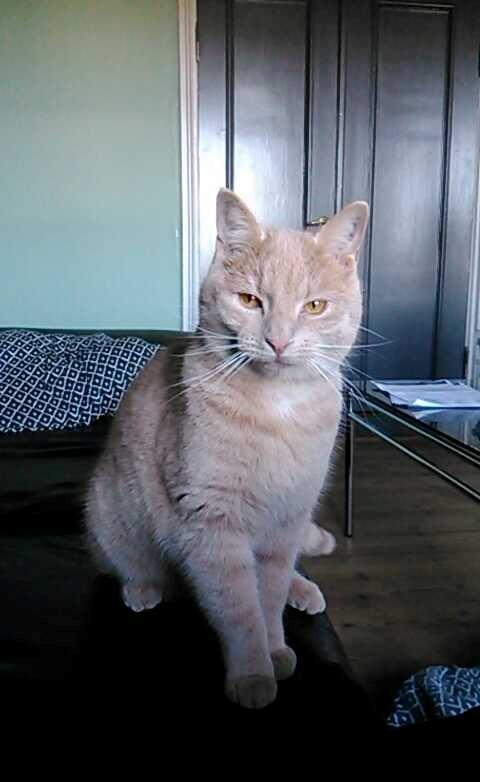 Huskat Milo billede 19