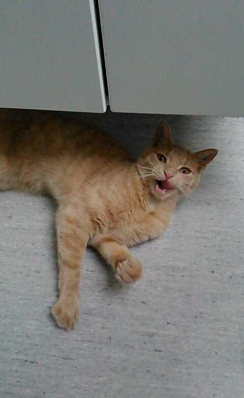 Huskat Milo billede 20