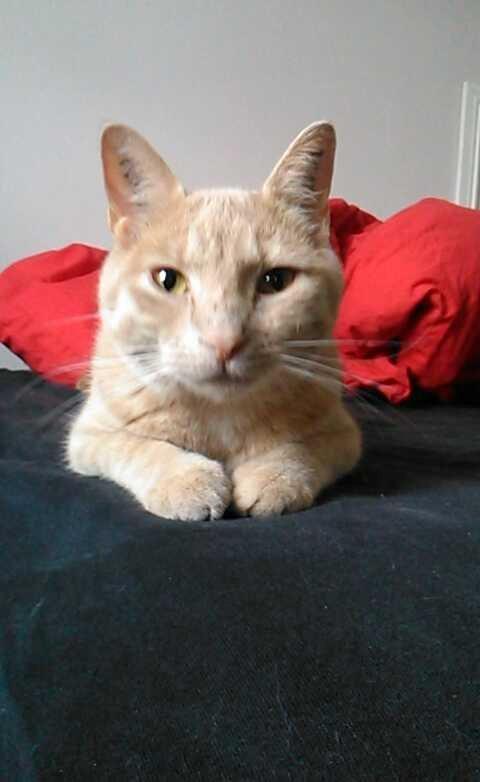 Huskat Milo billede 21