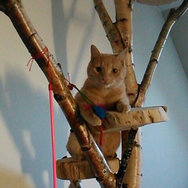 Huskat Milo billede 22