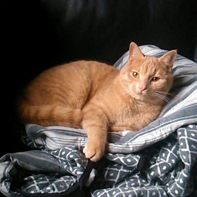 Huskat Milo billede 23