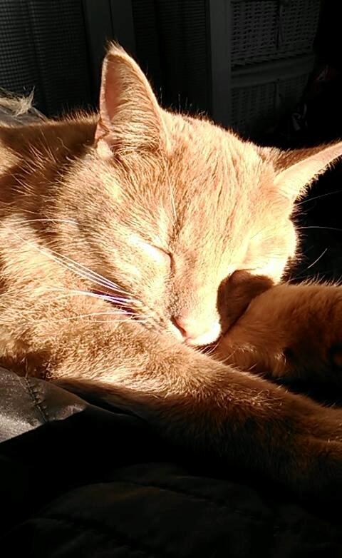 Huskat Milo billede 18