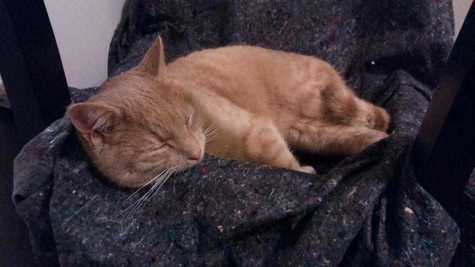 Huskat Milo billede 24