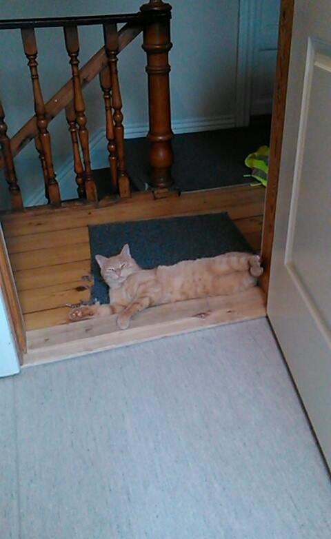 Huskat Milo billede 26