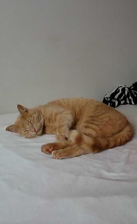 Huskat Milo billede 27