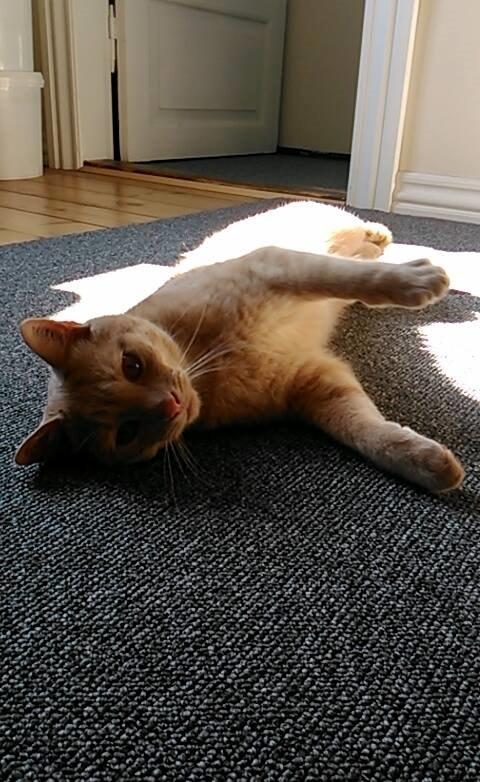 Huskat Milo billede 25