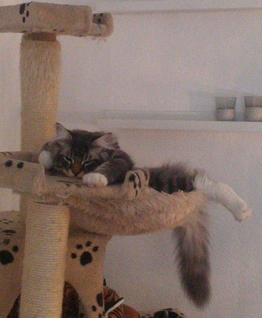 Maine Coon Calvin - træt mis 20 uger billede 9