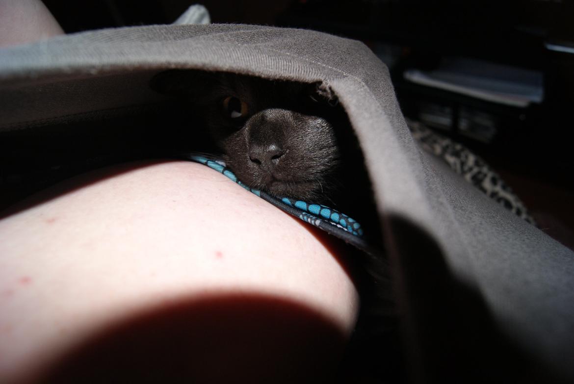 Huskat Bent Miau - Bent har fundet sit nye yndlings sovested. (håber ikke billedet genere nogen) billede 14