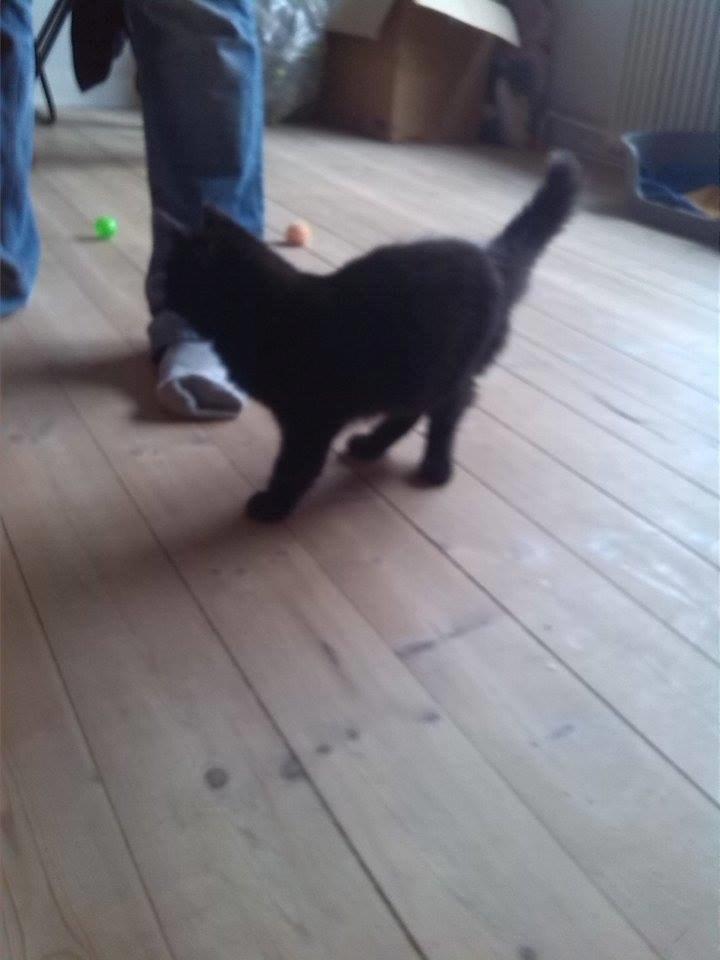 Huskat Brownie billede 2