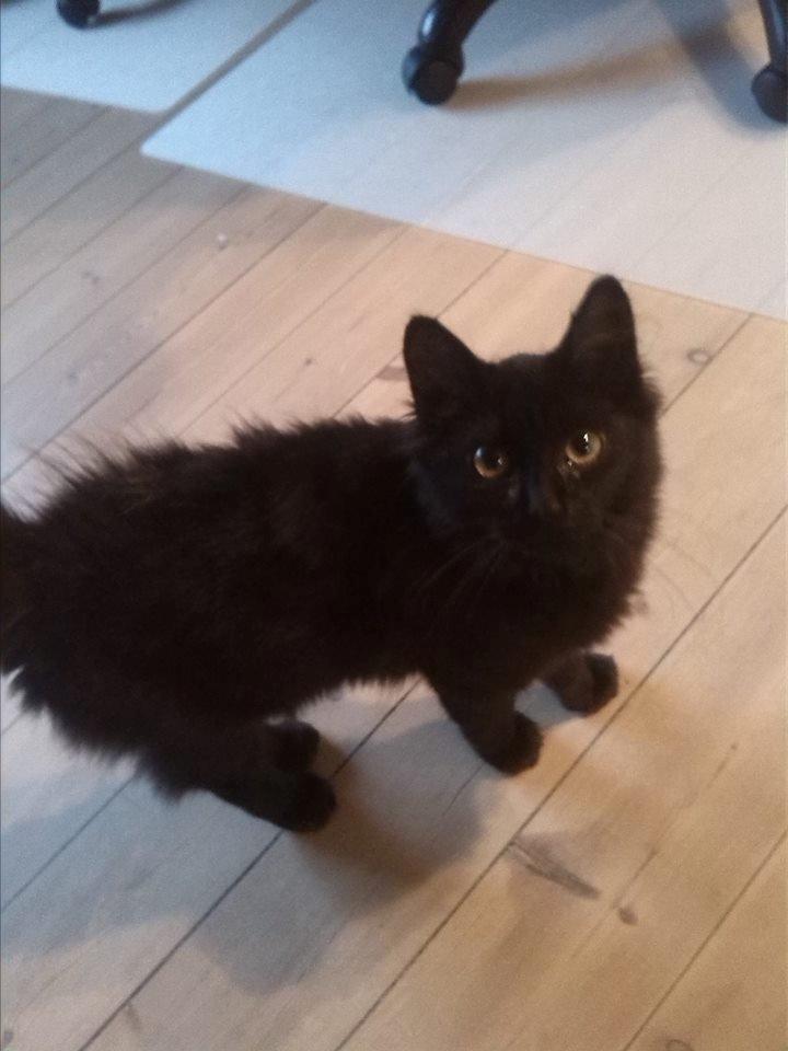 Huskat Brownie billede 1