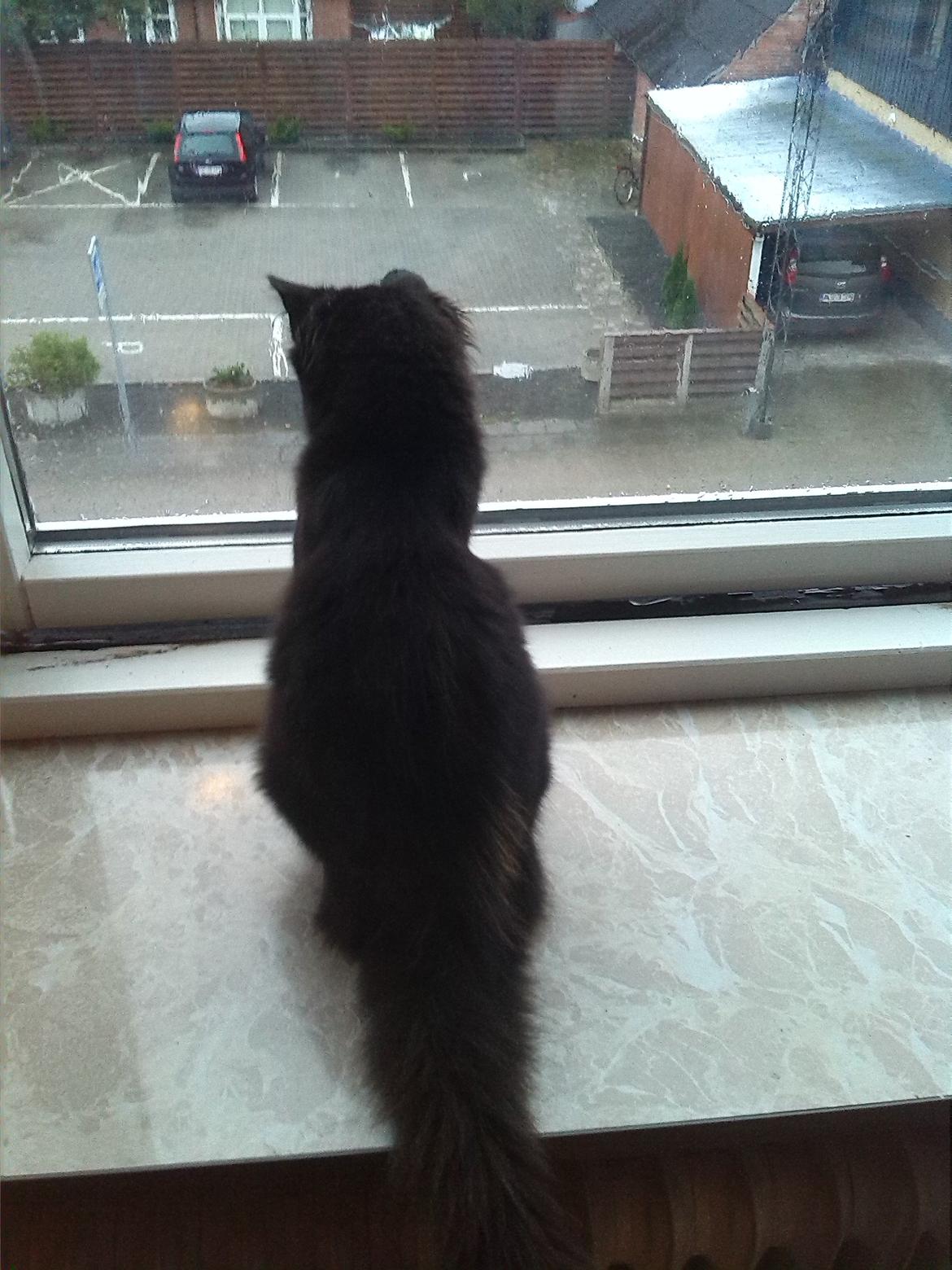 Huskat Brownie billede 3