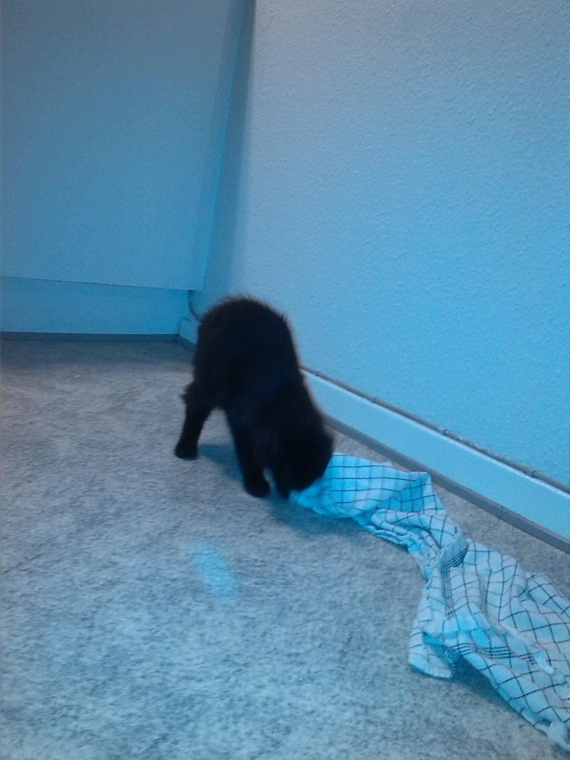 Huskat Brownie billede 4