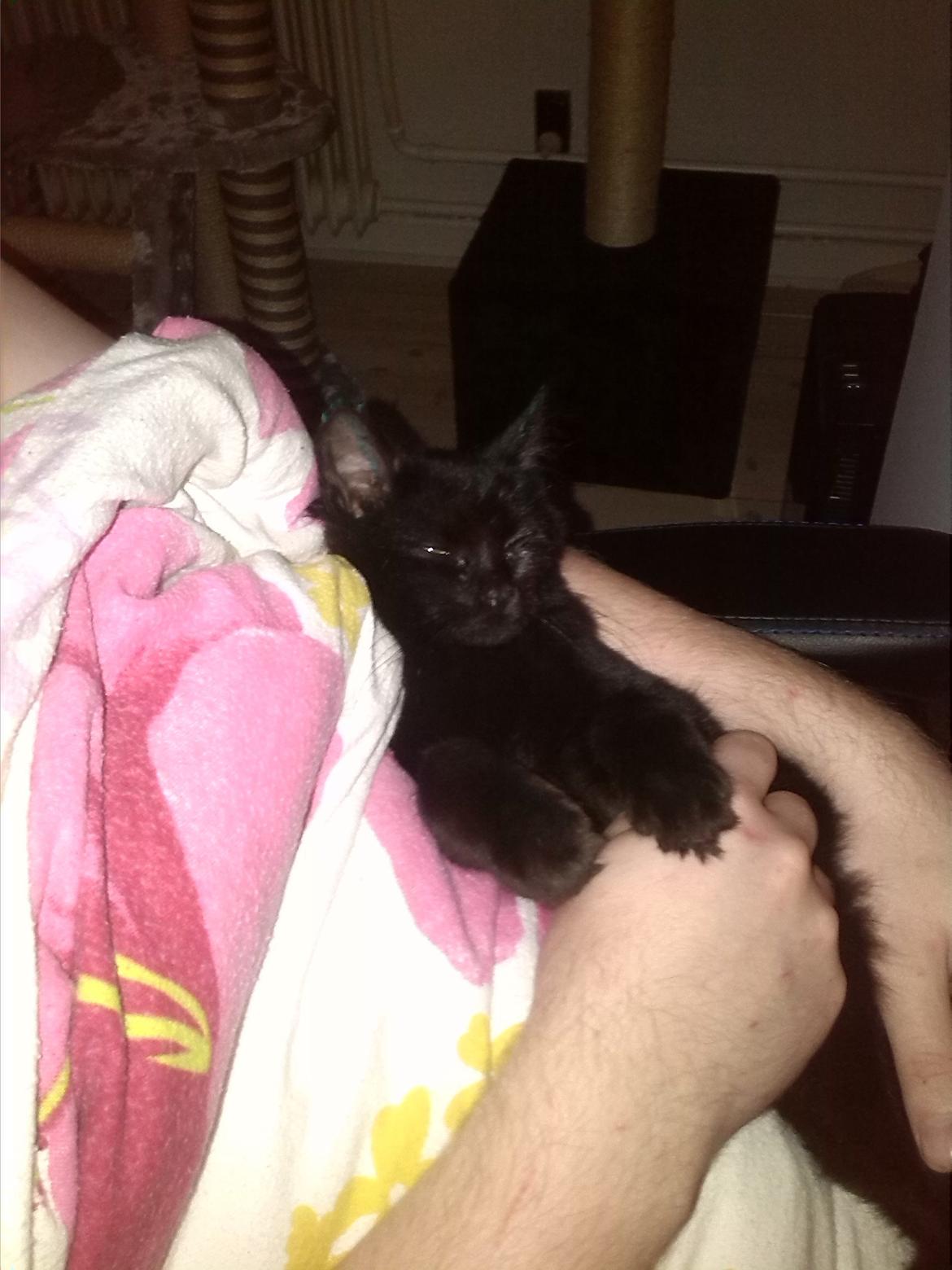 Huskat Brownie billede 5