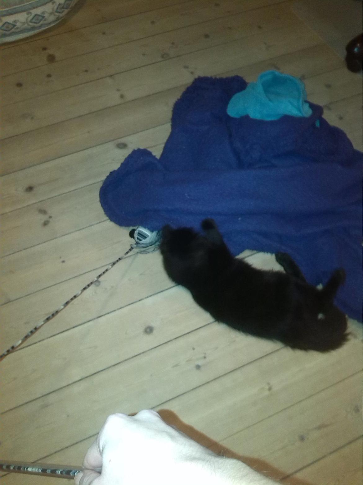 Huskat Brownie billede 6