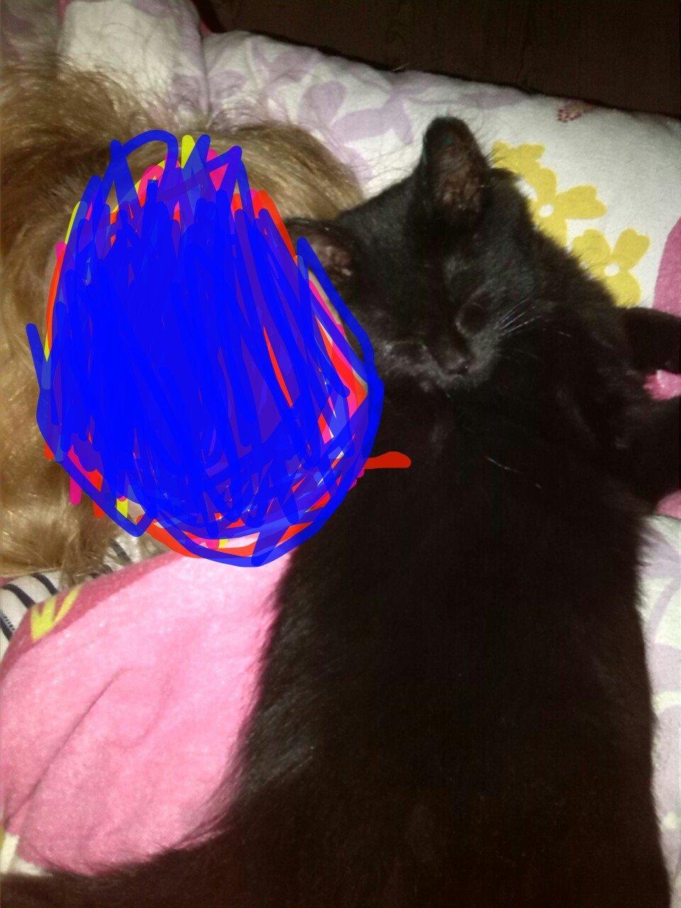 Huskat Brownie billede 7