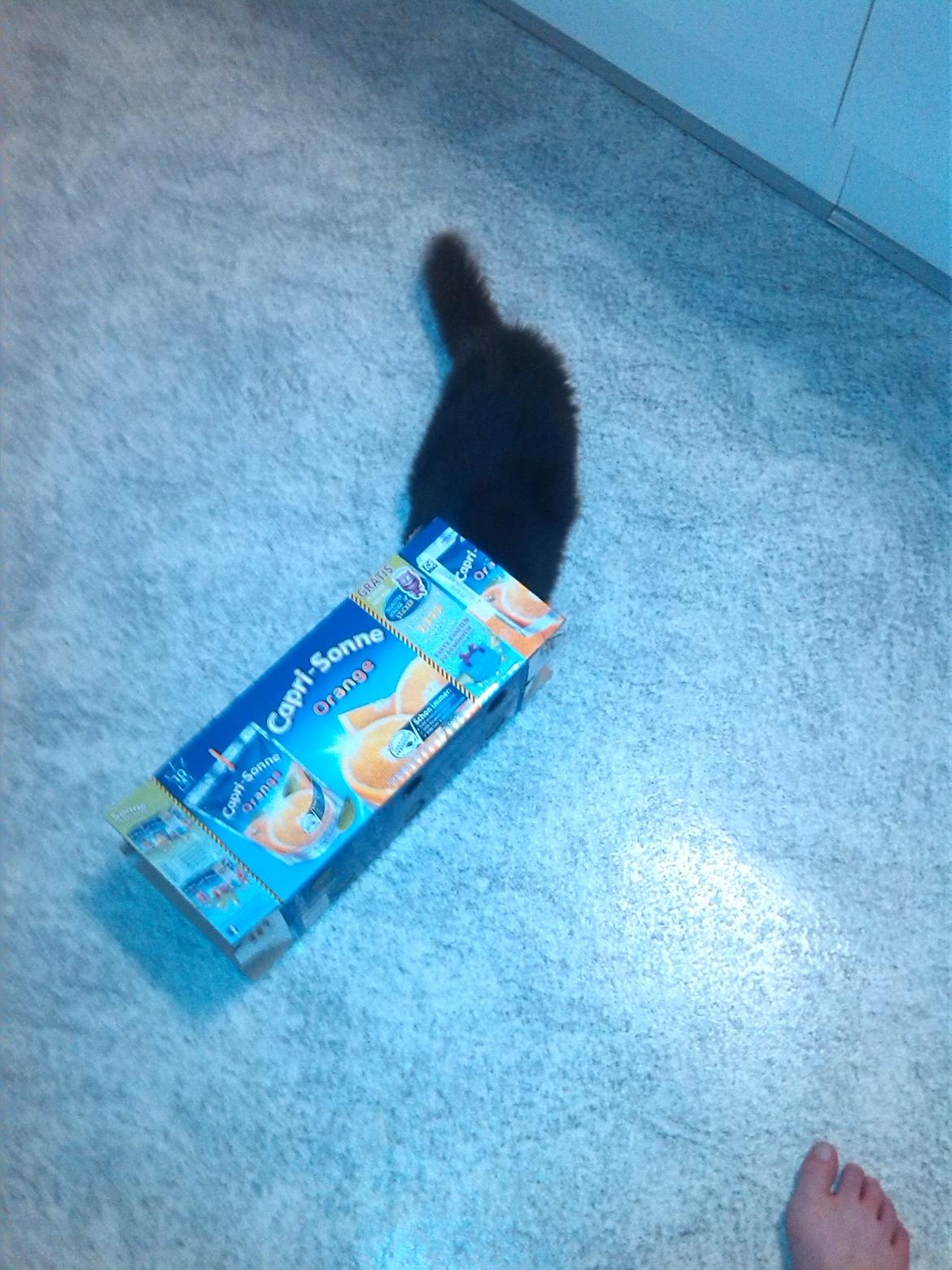 Huskat Brownie billede 8